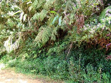 Bandarawela,_World`s_End,_DSC06989B_H600